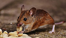 24 Hour & Emergency Exterminators in Timnath, CO